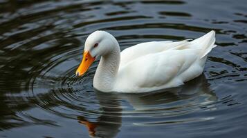 Elegant white duck glides serenely over the calm water surface in a tranquil pond photo