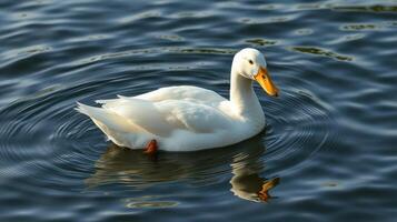 White duck swimming gracefully across a serene pond during the early morning light photo