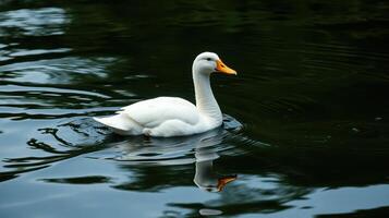 Majestic white duck swimming gracefully on tranquil water in a serene natural setting photo