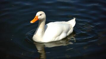White duck swimming gracefully in calm water on a sunny day at a local park photo