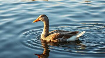 Duck swimming gracefully in a serene lake during sunset near a quiet nature spot photo