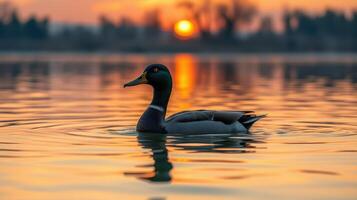 Duck swimming in tranquil waters at sunset with vibrant reflections and serene atmosphere photo