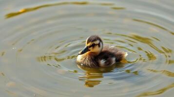 Cute duckling swims in a calm pond surrounded by rippling water on a sunny day in spring photo