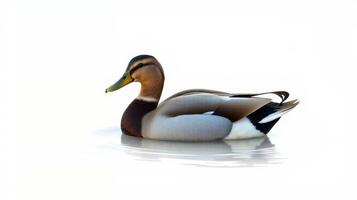 Colorful mallard duck swimming gracefully in serene water during daylight photo