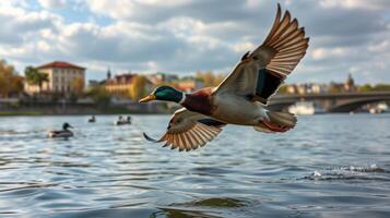 Ducks flying over calm water during a cloudy afternoon near a city skyline with historical buildings photo