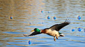 Mallard duck flying over calm water with reflections and bubbles in the background during sunset photo