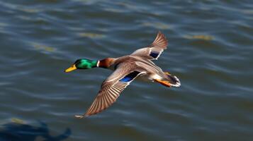 Mallard duck flying gracefully over the water during a sunny day photo
