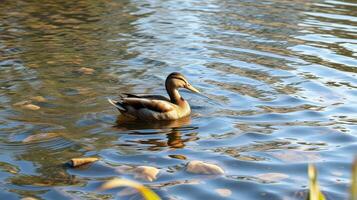 Duck swimming peacefully in a serene lake surrounded by rippling water on a sunny day photo