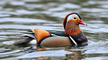 Mandarin duck swimming gracefully in a serene lake during a calm afternoon photo