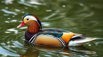 Colorful mandarin duck swimming gracefully on a tranquil lake during the golden hour of evening photo