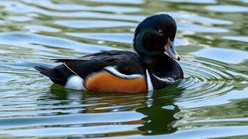 Beautiful male duck swimming gracefully in a serene pond during daylight photo