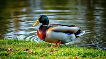 Colorful mallard duck swimming near a tranquil pond surrounded by lush greenery in the early morning light photo