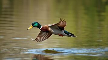 Mallard duck taking flight over a tranquil lake during a sunny day in early spring photo