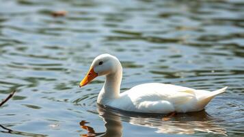 White duck swimming in clear water during bright sunny day photo