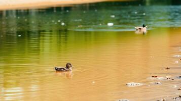 Ducks swim peacefully in a serene freshwater pond surrounded by lush greenery on a sunny day photo