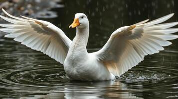 White duck spreading wings while enjoying a rainy day in a tranquil pond photo