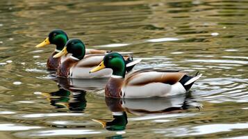 Mallard ducks swimming in a serene pond surrounded by autumn foliage during a calm afternoon photo