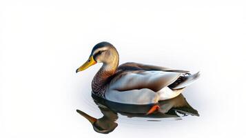 Male mallard duck swimming peacefully on calm water with clear reflection in natural light during daytime photo
