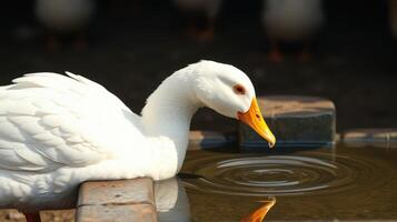 White duck drinking water beside stones in a peaceful environment during daylight hours photo
