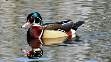 Colorful wood duck swimming gracefully in a serene pond during early morning light photo