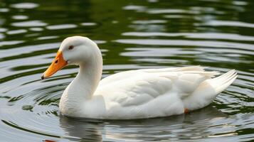 White duck gracefully swimming in calm waters surrounded by ripples and serene nature photo
