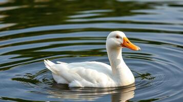 White duck swimming gracefully in a calm pond surrounded by rippling water photo
