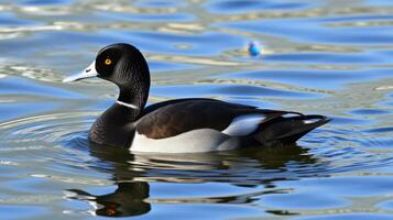 Swimming duck with striking plumage gliding through calm waters in a serene natural setting photo