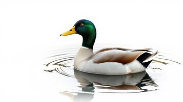 Mallard duck swimming peacefully in a serene pond reflecting vibrant colors photo