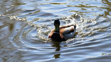 Duck swimming gracefully in calm waters on a sunny day near a serene pond photo