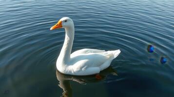 White goose swims gracefully on a calm lake at midday with gentle ripples reflecting sunlight photo