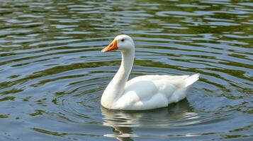 White goose gracefully swimming in a tranquil pond surrounded by rippling water at midday photo