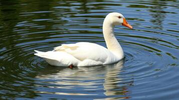 White goose gliding over a serene pond surrounded by greenery on a sunny day photo