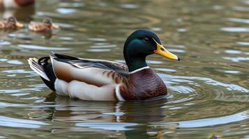 Mallard duck swimming peacefully in a tranquil pond during the late afternoon photo