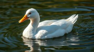 White duck swimming peacefully on a serene pond surrounded by gentle ripples in bright daylight photo