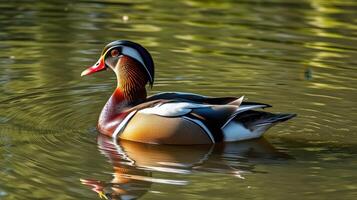 Colorful mandarin duck swimming in a serene pond surrounded by greenery during daylight hours photo