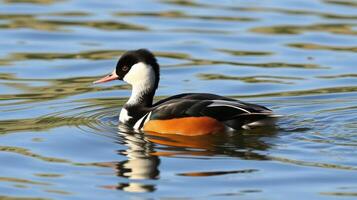 Colorful duck swims gracefully on a calm water surface reflecting the vibrant hues of nature in bright daylight photo