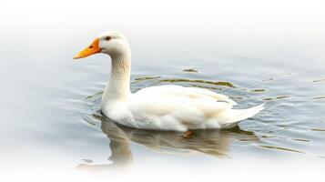 White duck swimming in calm waters under soft light in a serene natural setting photo