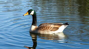 Mallard duck swimming calmly in a serene lake surrounded by nature during a sunny day photo
