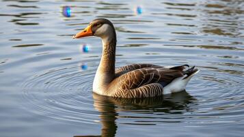 Duck swimming gracefully in calm water with gentle ripples and soft reflections in a serene natural setting photo
