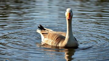 Goose swimming in calm water reflecting the sunlight with ripples surrounding it photo