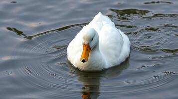 White duck swimming gracefully in calm pond water during a sunny afternoon photo