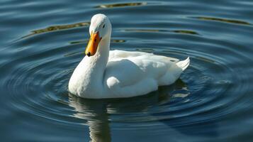 White duck swimming in calm water with gentle ripples during sunny day photo