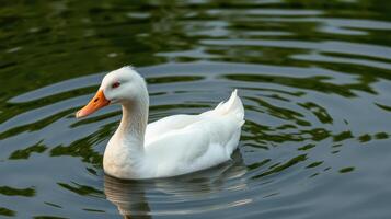 White duck gracefully swims in a serene pond surrounded by rippling water during a sunny afternoon photo