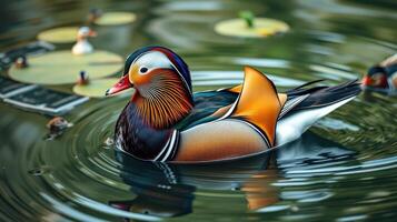Colorful mandarin duck swims gracefully in a serene pond surrounded by lily pads photo