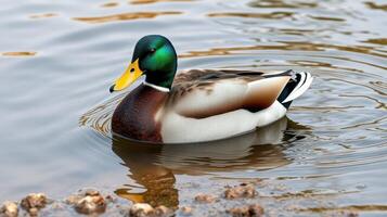 Duck swimming gracefully across a tranquil pond surrounded by natural scenery photo