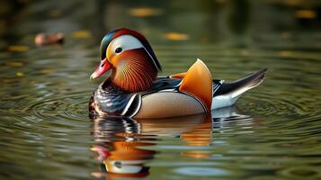 Colorful mandarin duck swims gracefully in a tranquil pond during a sunny afternoon photo