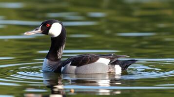 Common eider swimming gracefully in a tranquil lake surrounded by lush greenery photo