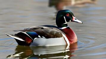 Colorful duck swimming in tranquil water during sunny afternoon in a natural habitat photo