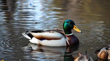 Mallard duck swimming gracefully in the calm waters of a pond surrounded by autumn foliage at sunset photo