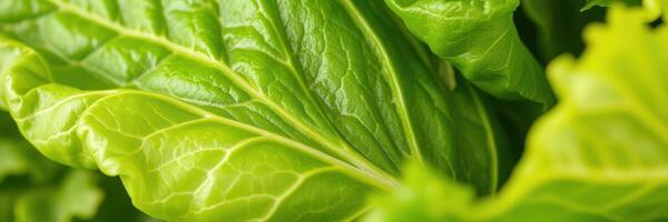 Fresh green lettuce leaves close-up showing texture and vibrant color, perfect for healthy dishes and salads photo